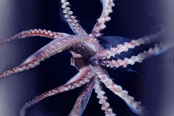 Kraken onion link